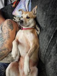 Lost Female Dog last seen Haydenville fire department, Okemah, OK 74859
