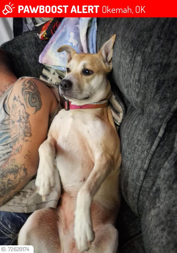 Lost Female Dog last seen Haydenville fire department, Okemah, OK 74859