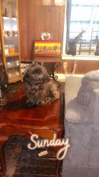 Lost Male Dog last seen Near Fuller Rd, Memphis, TN 38118