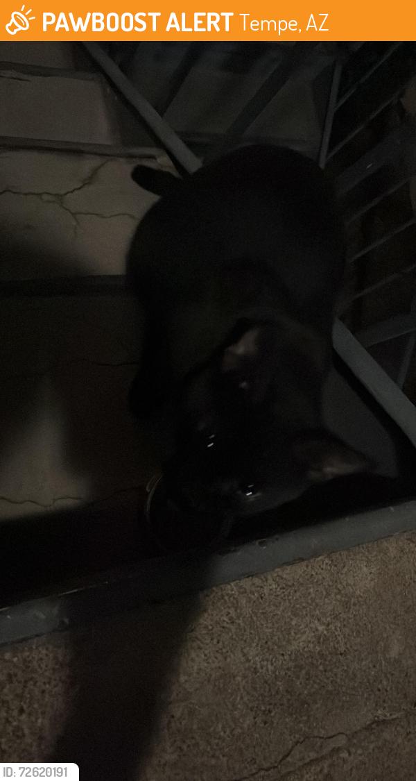 Found/Stray Male Cat last seen Near S Stanley Pl., Tempe, AZ 85281