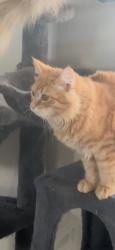 Lost Male Cat last seen Pawney rd, Apple Valley, CA 92307