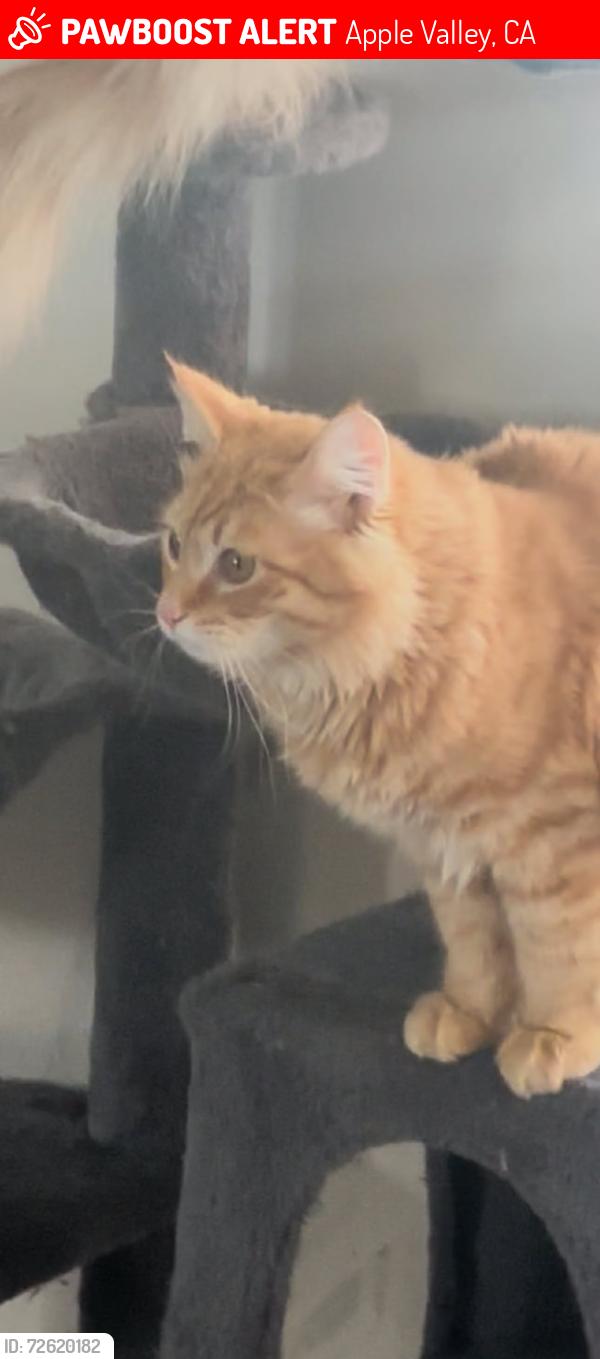 Lost Male Cat last seen Pawney rd, Apple Valley, CA 92307