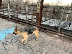 Lost Female Dog last seen Loy lake and lang rd, Denison, TX 75020