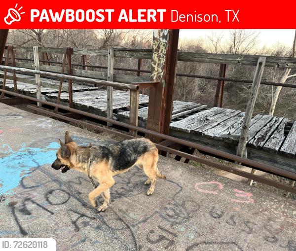 Lost Female Dog last seen Loy lake and lang rd, Denison, TX 75020