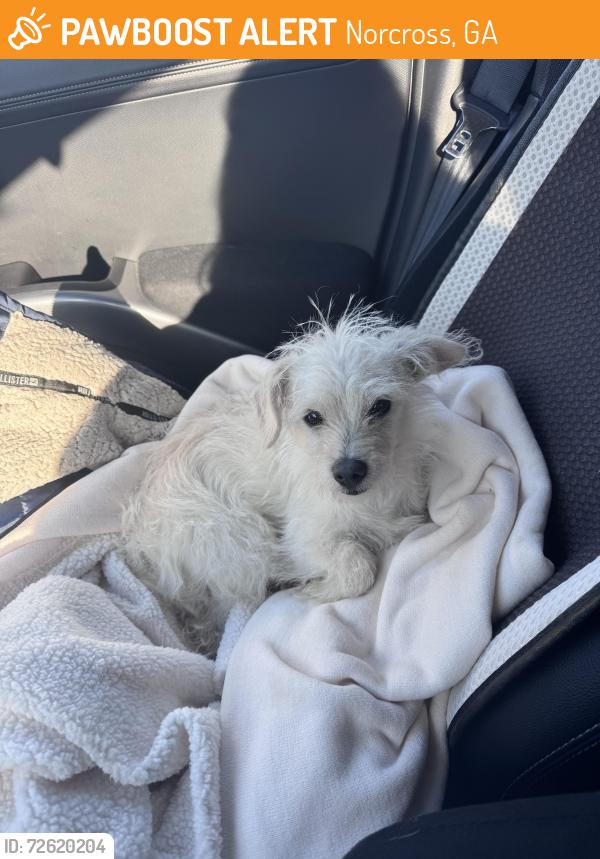 Found/Stray Male Dog last seen Danny Cochran Pavillion in Pickneyville park on baseball fields side , Norcross, GA 30071