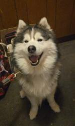 Lost Male Dog last seen Edenwald Avenue and Strang Avenue , The Bronx, NY 10466