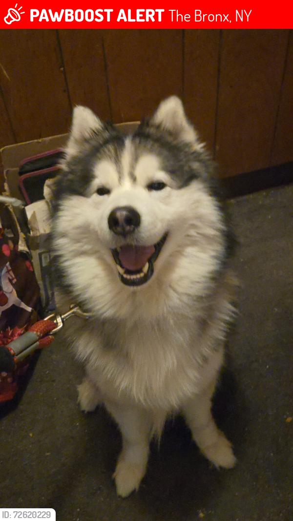 Lost Male Dog last seen Edenwald Avenue and Strang Avenue , The Bronx, NY 10466
