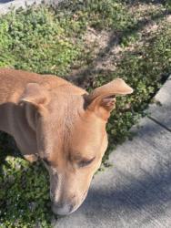 Found/Stray Female Dog last seen Hickory and Anderson, Chattanooga, TN 37404