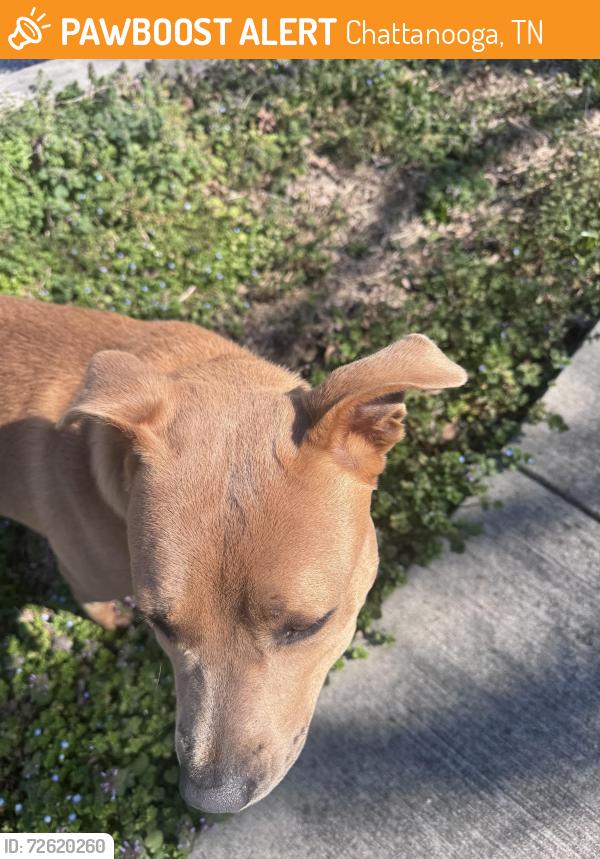 Found/Stray Female Dog last seen Hickory and Anderson, Chattanooga, TN 37404
