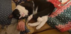 Lost Male Cat last seen Near W Evans drive , Glendale, AZ 85306