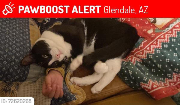 Lost Male Cat last seen Near W Evans drive , Glendale, AZ 85306