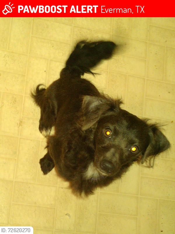 Lost Male Dog last seen Allison and Chambers Creek Drive across from fire hydrant, Everman, TX 76140