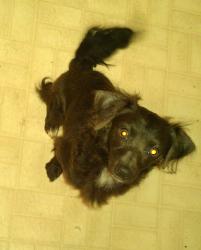 Lost Male Dog last seen Allison and Chambers Creek Drive across from fire hydrant, Everman, TX 76140