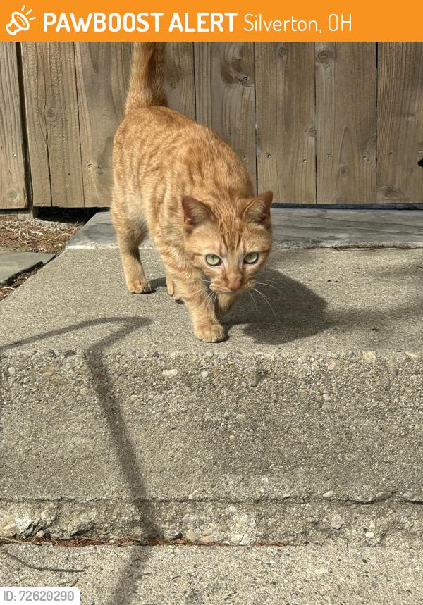 Found/Stray Unknown Cat last seen Alpine Avenue, Silverton, OH 45236