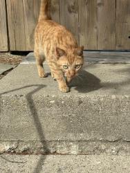 Found/Stray Unknown Cat last seen Alpine Avenue, Silverton, OH 45236