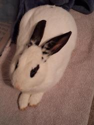 Found/Stray Male Rabbit last seen Charleston ln Lawrenceville ga , Lawrenceville, GA 30046