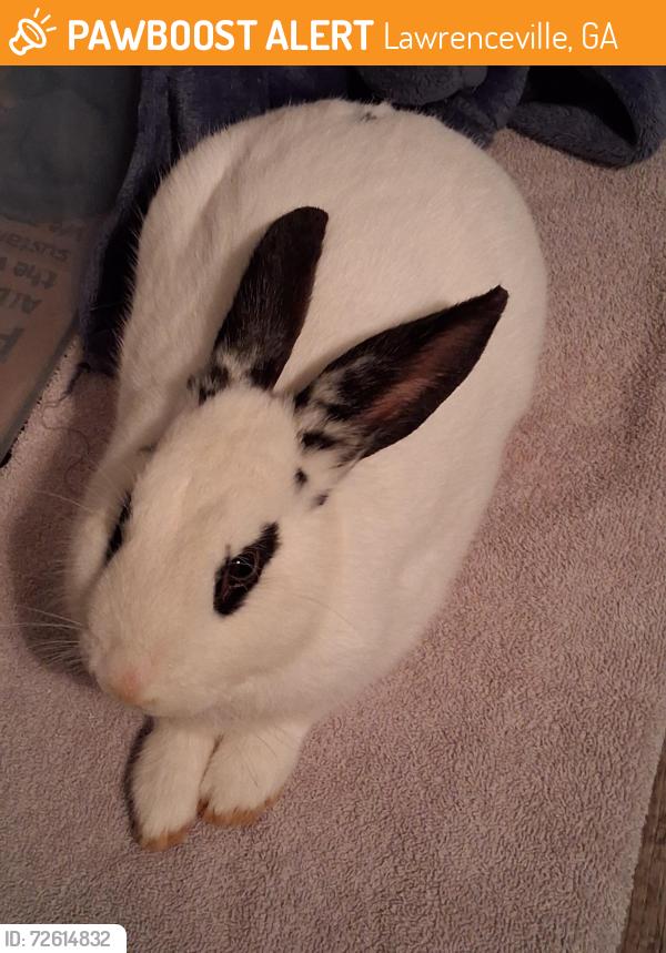 Found/Stray Male Rabbit last seen Charleston ln Lawrenceville ga , Lawrenceville, GA 30046