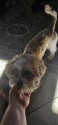 Lost Male Dog last seen Peter Seward and Pearl, Tucson, AZ 85745