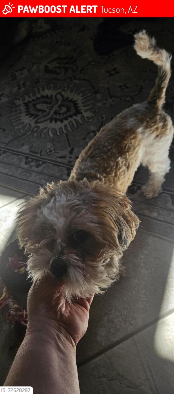 Lost Male Dog last seen Peter Seward and Pearl, Tucson, AZ 85745