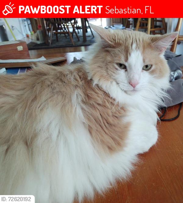 Lost Male Cat last seen US Hwy 1/Jackson Walmart/Five Guys , Sebastian, FL 32958