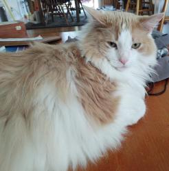 Lost Male Cat last seen US Hwy 1/Jackson Walmart/Five Guys , Sebastian, FL 32958