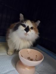 Found/Stray Female Cat last seen Beechview & Pinview, Vermilion, OH 44089