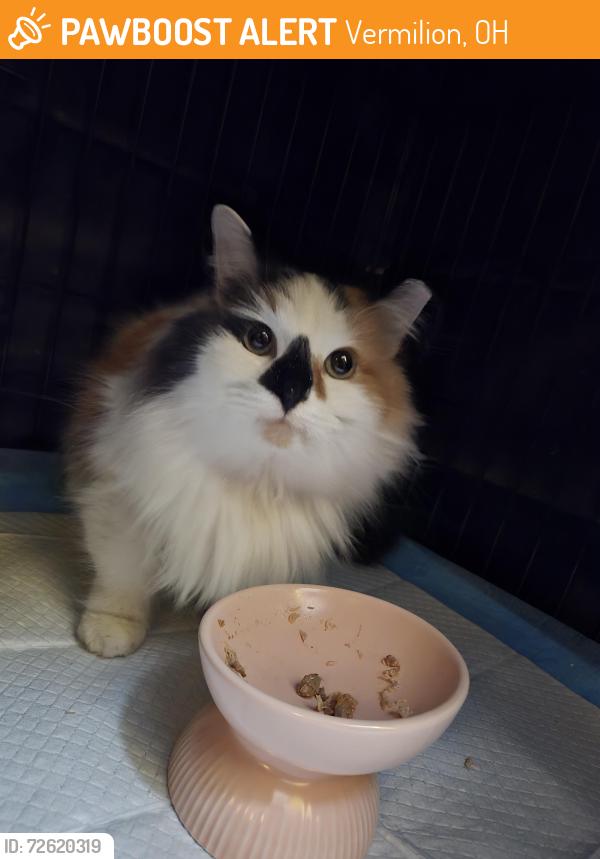 Found/Stray Female Cat last seen Beechview & Pinview, Vermilion, OH 44089