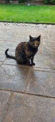 Lost Female Cat last seen The area of Nicola St., Nicola Pl/Cl. and Nanaimo Cr. and Nanaimo Cl., Abbotsford, BC V2T