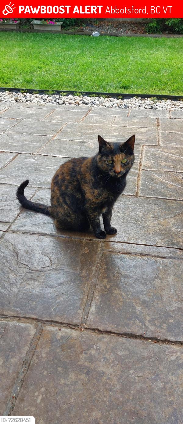 Lost Female Cat last seen The area of Nicola St., Nicola Pl/Cl. and Nanaimo Cr. and Nanaimo Cl., Abbotsford, BC V2T