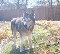 Lost Female Dog last seen Ridge Path and Ridgebrook (near Culebra and Tezel), San Antonio, TX 78250