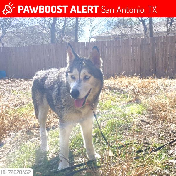 Lost Female Dog last seen Ridge Path and Ridgebrook (near Culebra and Tezel), San Antonio, TX 78250