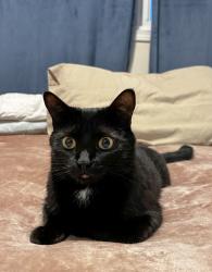 Lost Female Cat last seen Garden area, St. Albert, AB T8N 0W9