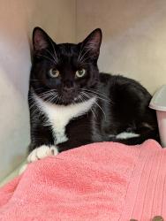 Lost Male Cat last seen Sweetbriar Ln, Marvin Rd, Scarlet Oak Ave, Lacey, WA 98513
