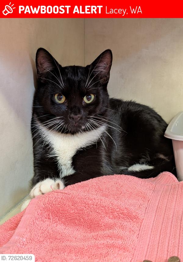Lost Male Cat last seen Sweetbriar Ln, Marvin Rd, Scarlet Oak Ave, Lacey, WA 98513