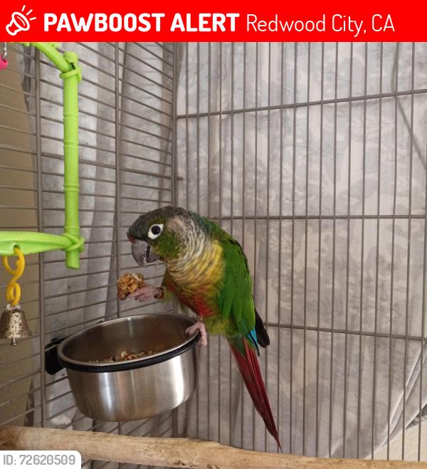 Lost Unknown Bird last seen James Ave., Redwood City, CA 94062