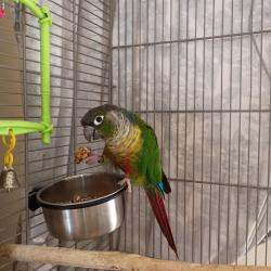 Lost Unknown Bird last seen James Ave., Redwood City, CA 94062
