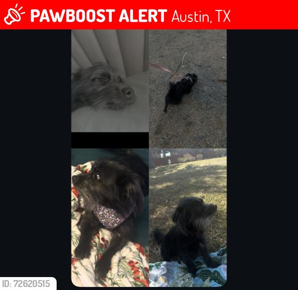 Lost Female Dog last seen Drumellan st , Austin, TX 78754