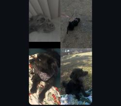 Lost Female Dog last seen Drumellan st , Austin, TX 78754