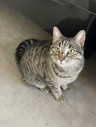 Found/Stray Female Cat last seen Happy valley and I-17, Phoenix, AZ 85085