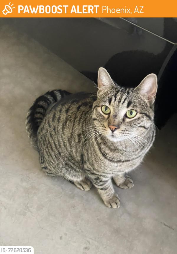 Found/Stray Female Cat last seen Happy valley and I-17, Phoenix, AZ 85085