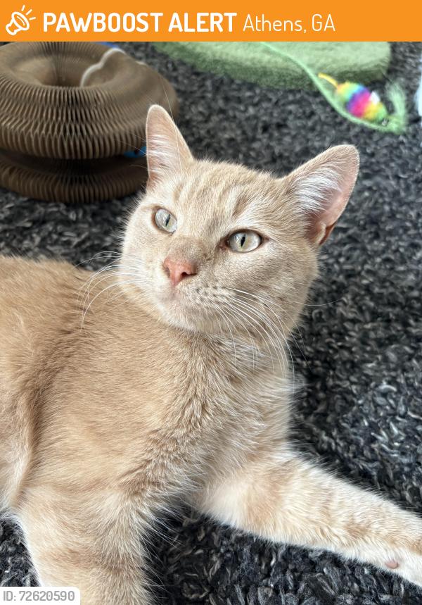 Found/Stray Male Cat last seen Atlanta Highway, Athens, GA 30603