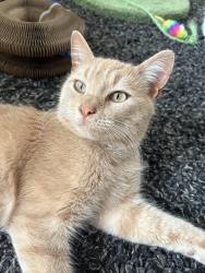 Found/Stray Male Cat last seen Atlanta Highway, Athens, GA 30603