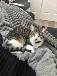 Lost Female Cat last seen Ashland Drive, Roseville CA, Roseville, CA 95661