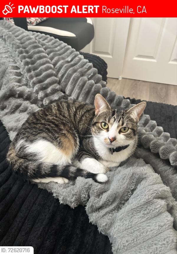 Lost Female Cat last seen Ashland Drive, Roseville CA, Roseville, CA 95661