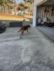 Found/Stray Male Dog last seen Dacula High School , Dacula, GA 30019