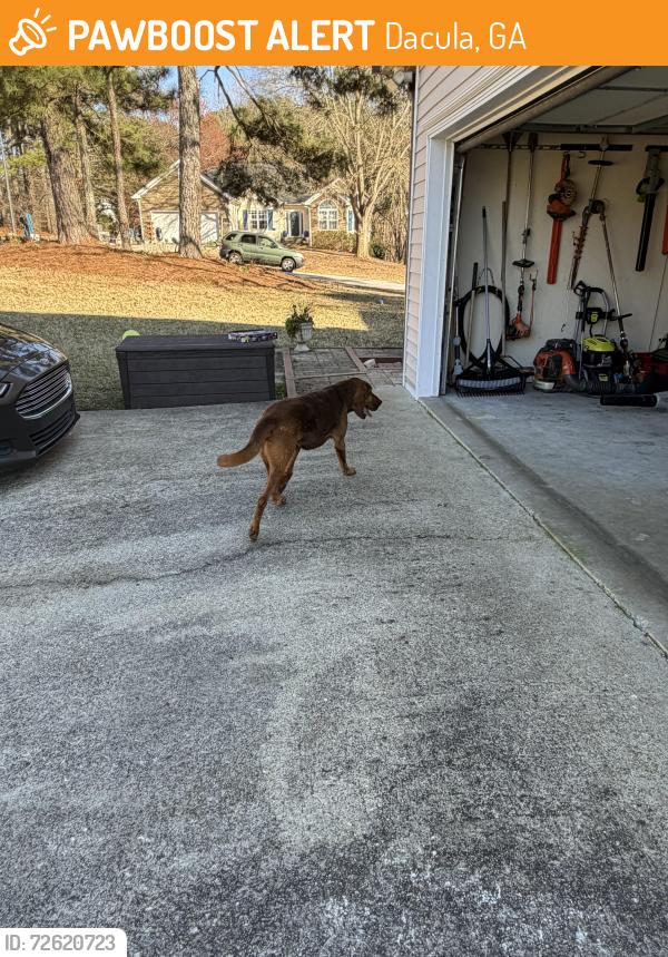 Found/Stray Male Dog last seen Dacula High School , Dacula, GA 30019
