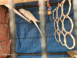 Lost Female Bird last seen Binalong Rd, Pendle Hill, NSW 2145