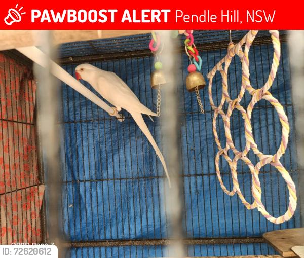 Lost Female Bird last seen Binalong Rd, Pendle Hill, NSW 2145