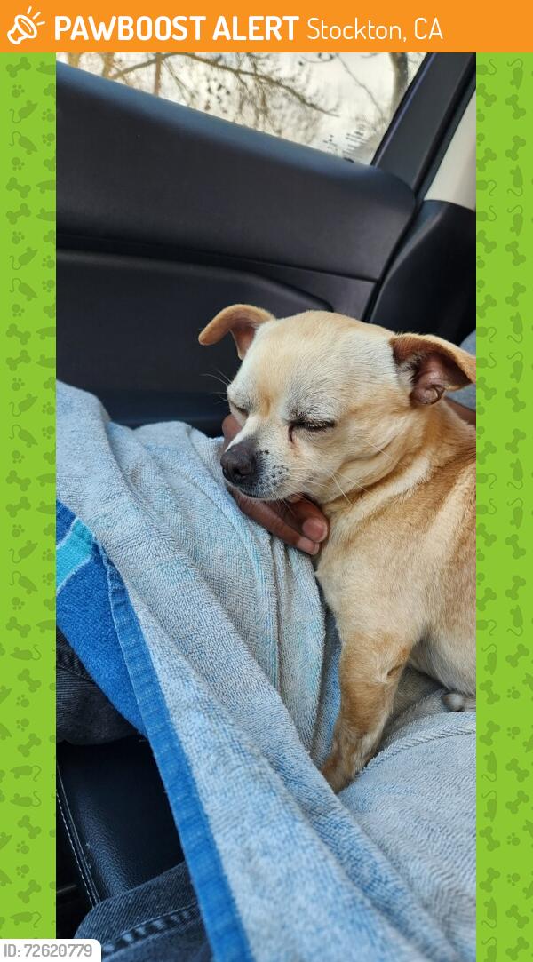 Found/Stray Male Dog last seen Pacific , Stockton, CA 95204