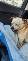 Found/Stray Male Dog last seen Pacific , Stockton, CA 95204